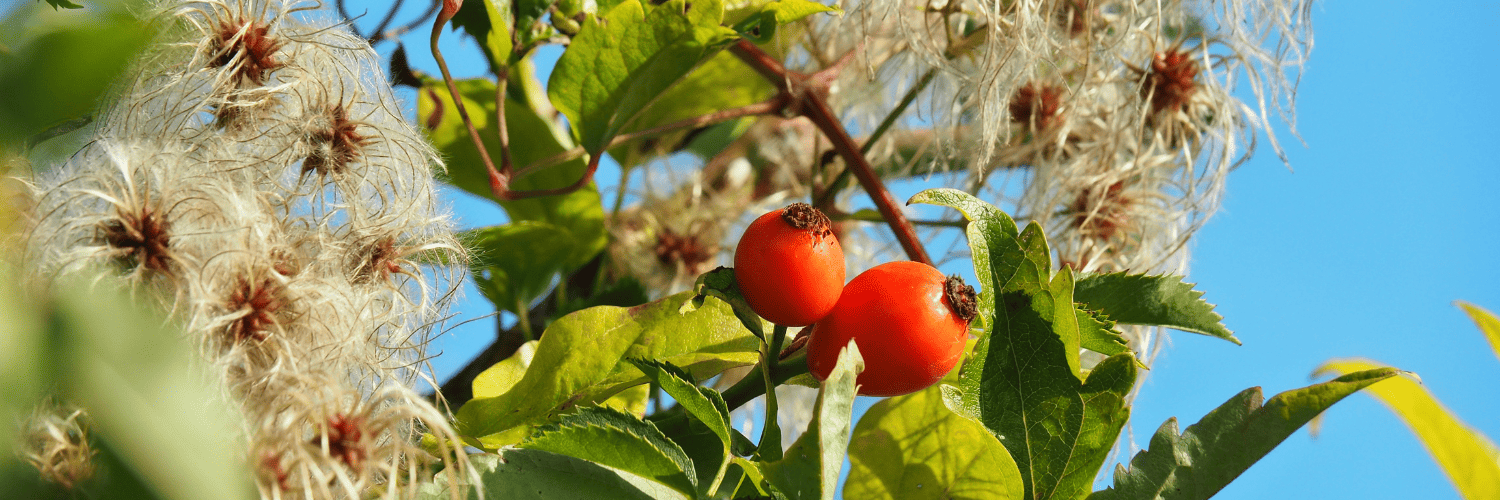 Rosa Mosqueta